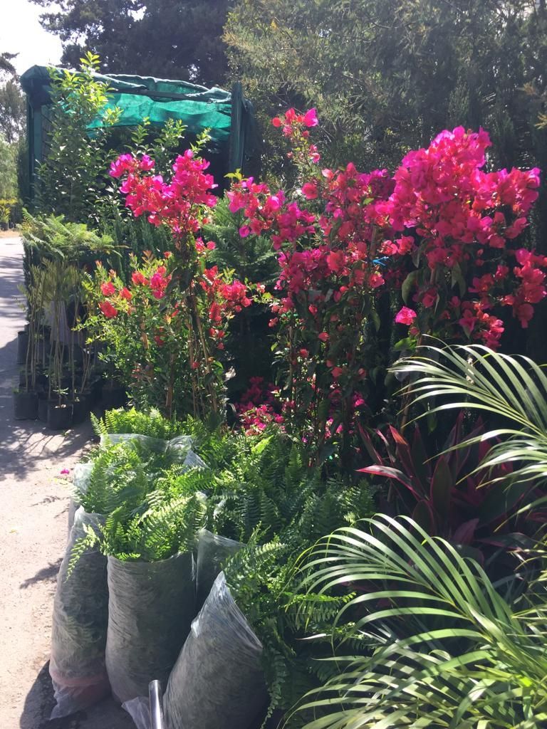 VIVERO SAN GIL