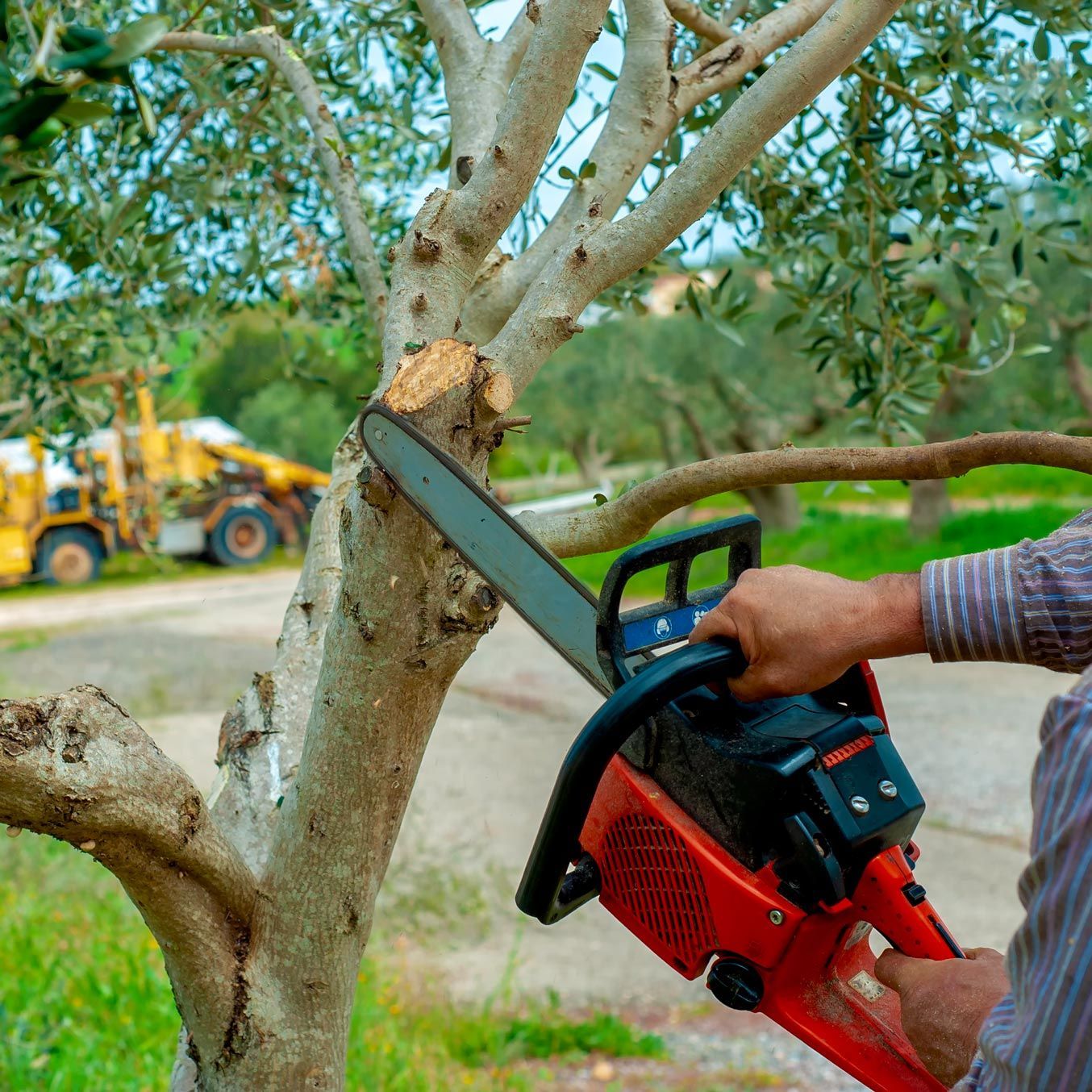 A person is cutting a tree with a chainsaw.