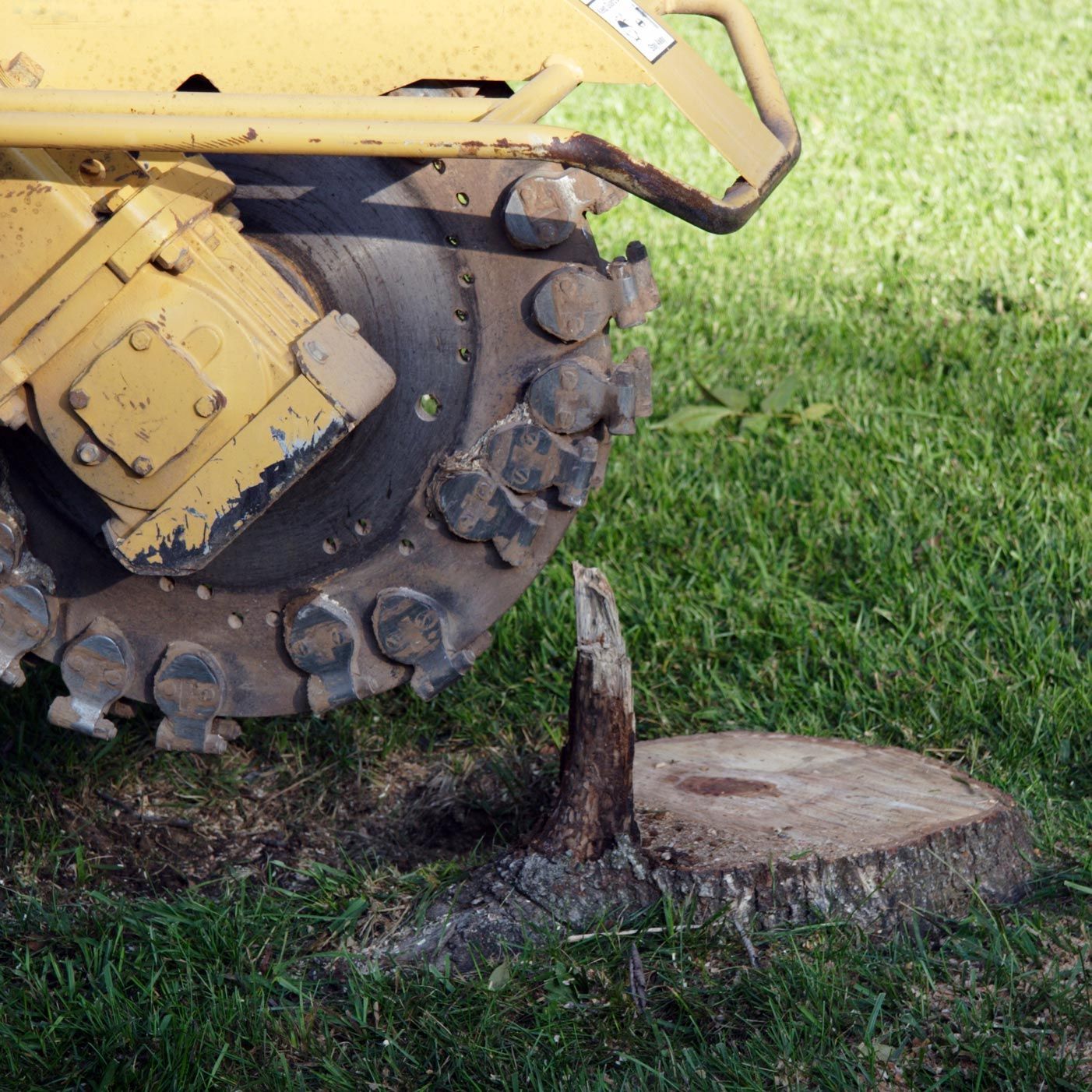 A yellow tractor is cutting a tree stump in the grass A yellow tractor is cutting a tree stump in the grass