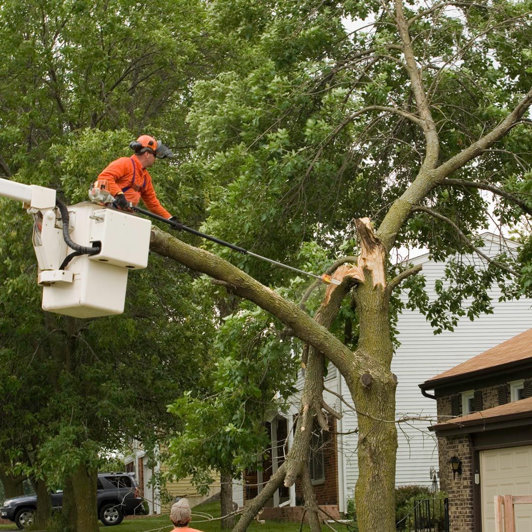 A man in a bucket is cutting a tree in front of a house.