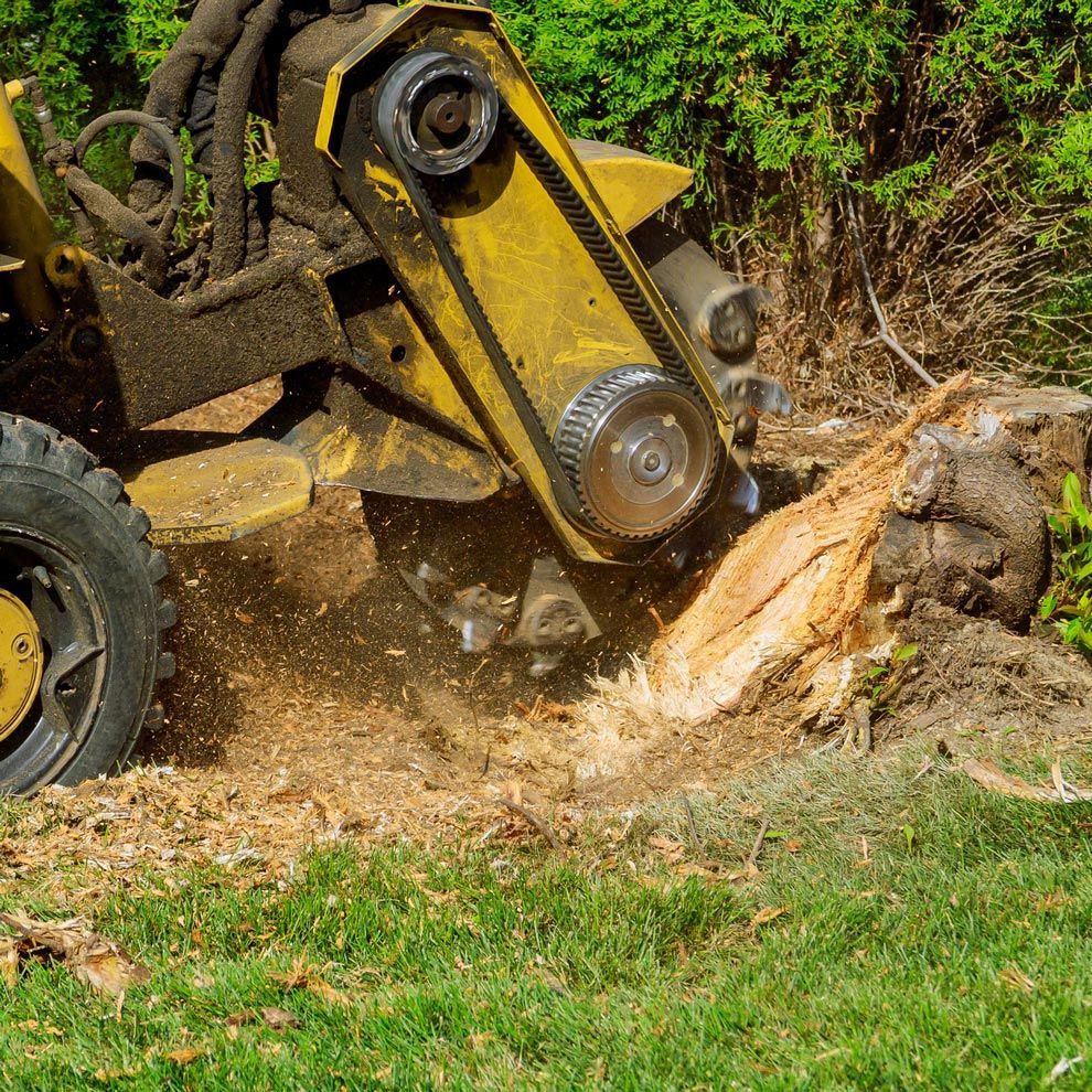 A yellow machine is stump grinding a tree stump in a yard. A yellow machine is stump grinding a tree stump in a yard.
