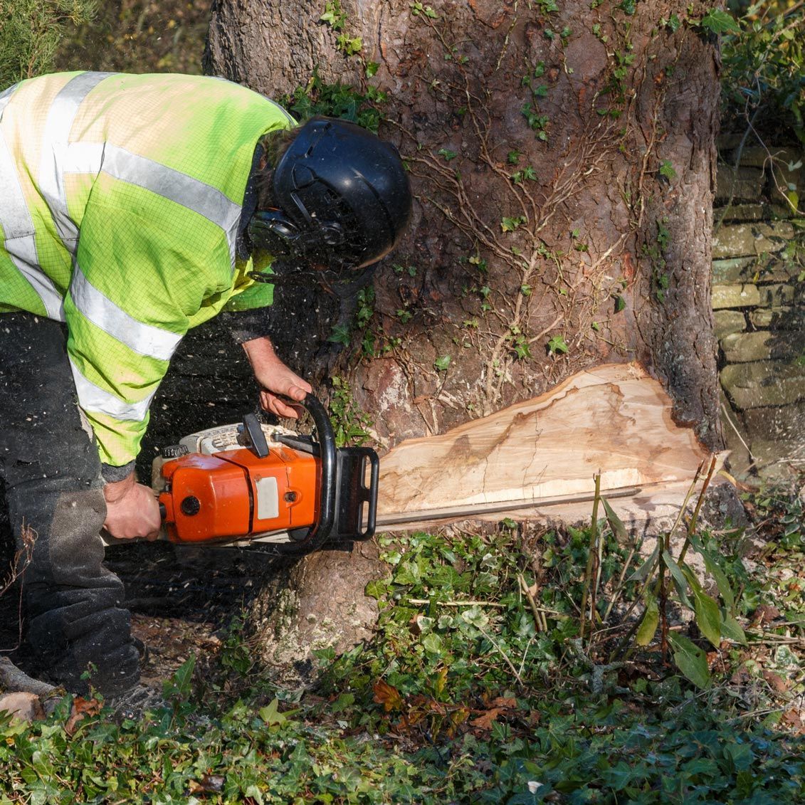 A man is cutting a tree with a chainsaw