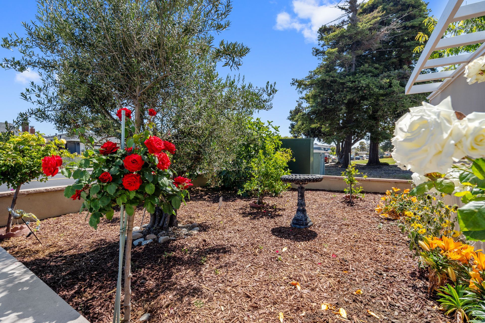 A garden with flowers and trees and a bird bath
