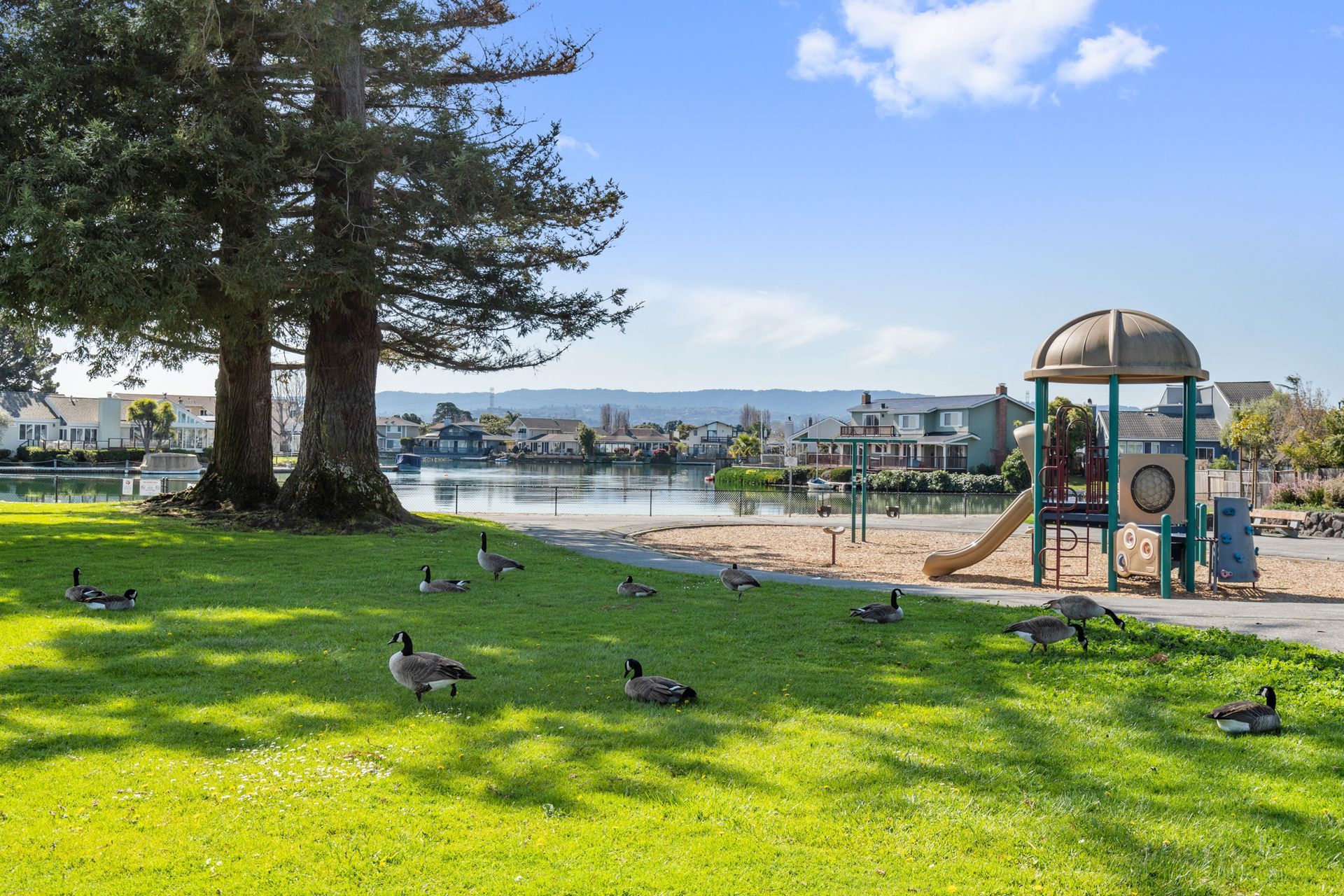 A park with a playground and ducks in the grass.