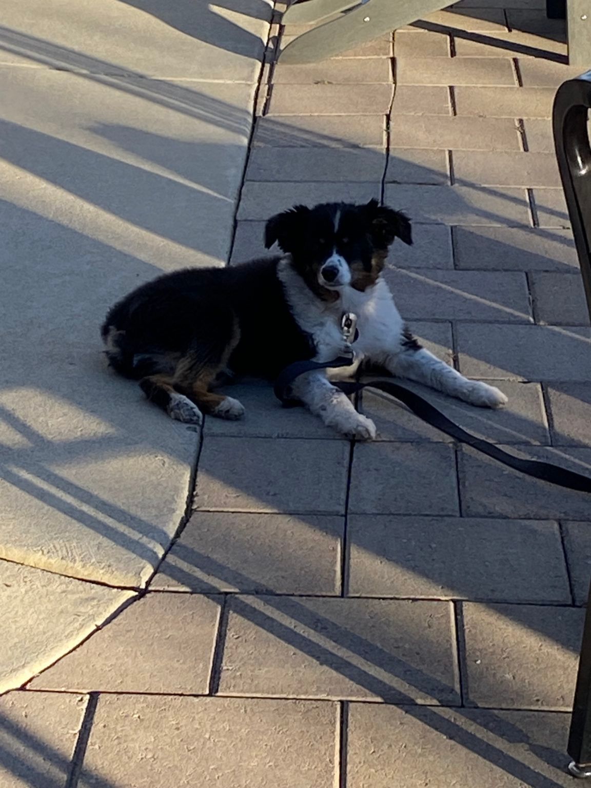 A black and white dog is laying on a brick sidewalk