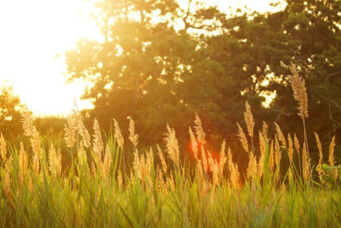 The sun is shining through the trees in a field of tall grass.