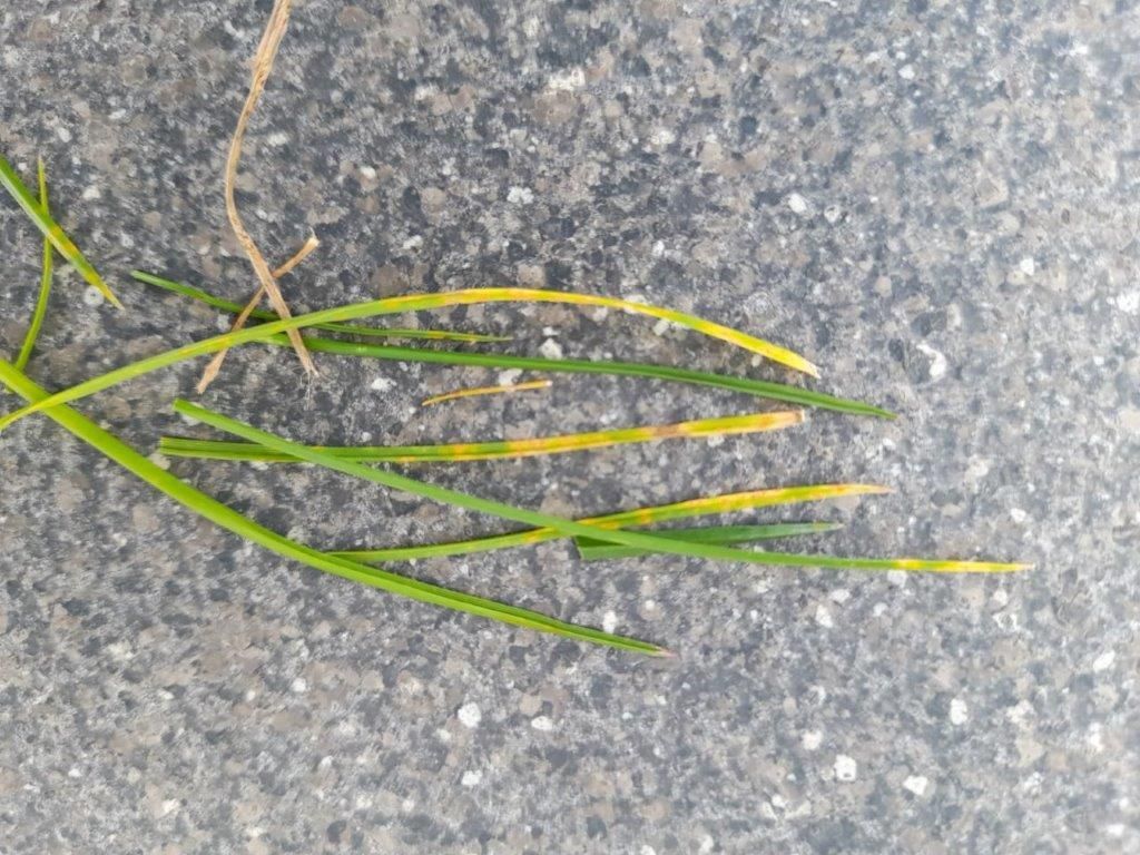 Rasenrost