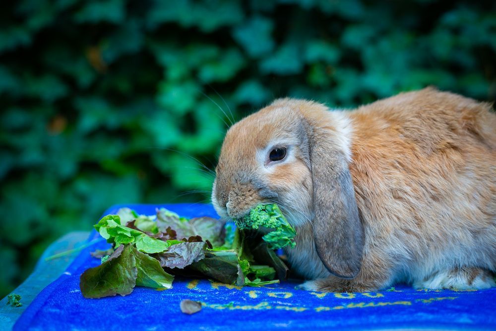 Rabbit eating lettuce