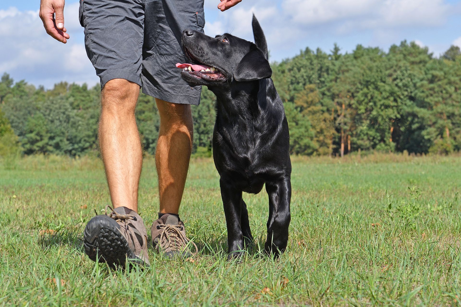 Man walking a black Labrador dog in a grassy field. The dog looks up attentively.
