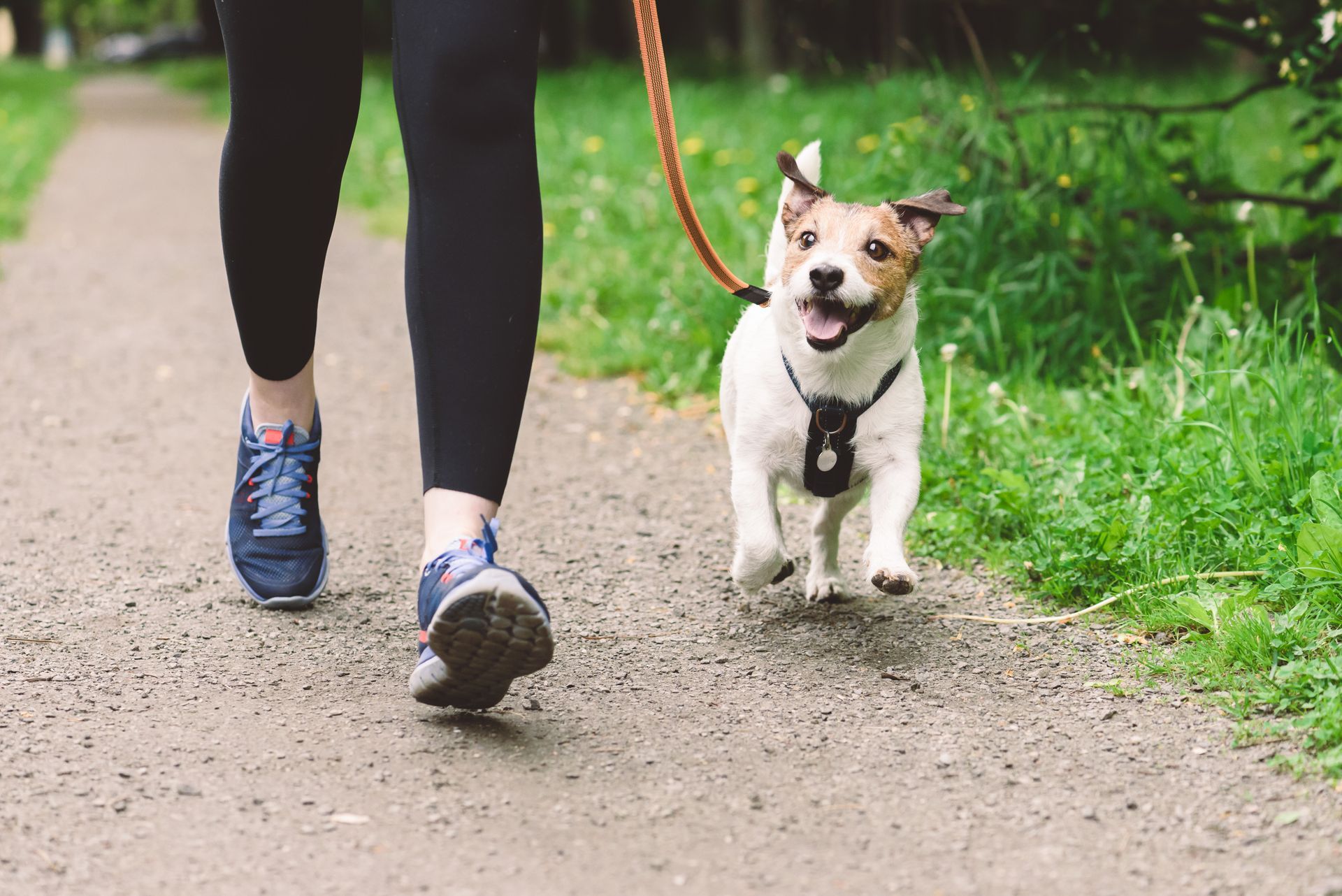 Person in black leggings and blue sneakers walking a Jack Russell Terrier dog on a leash along a dirt path.