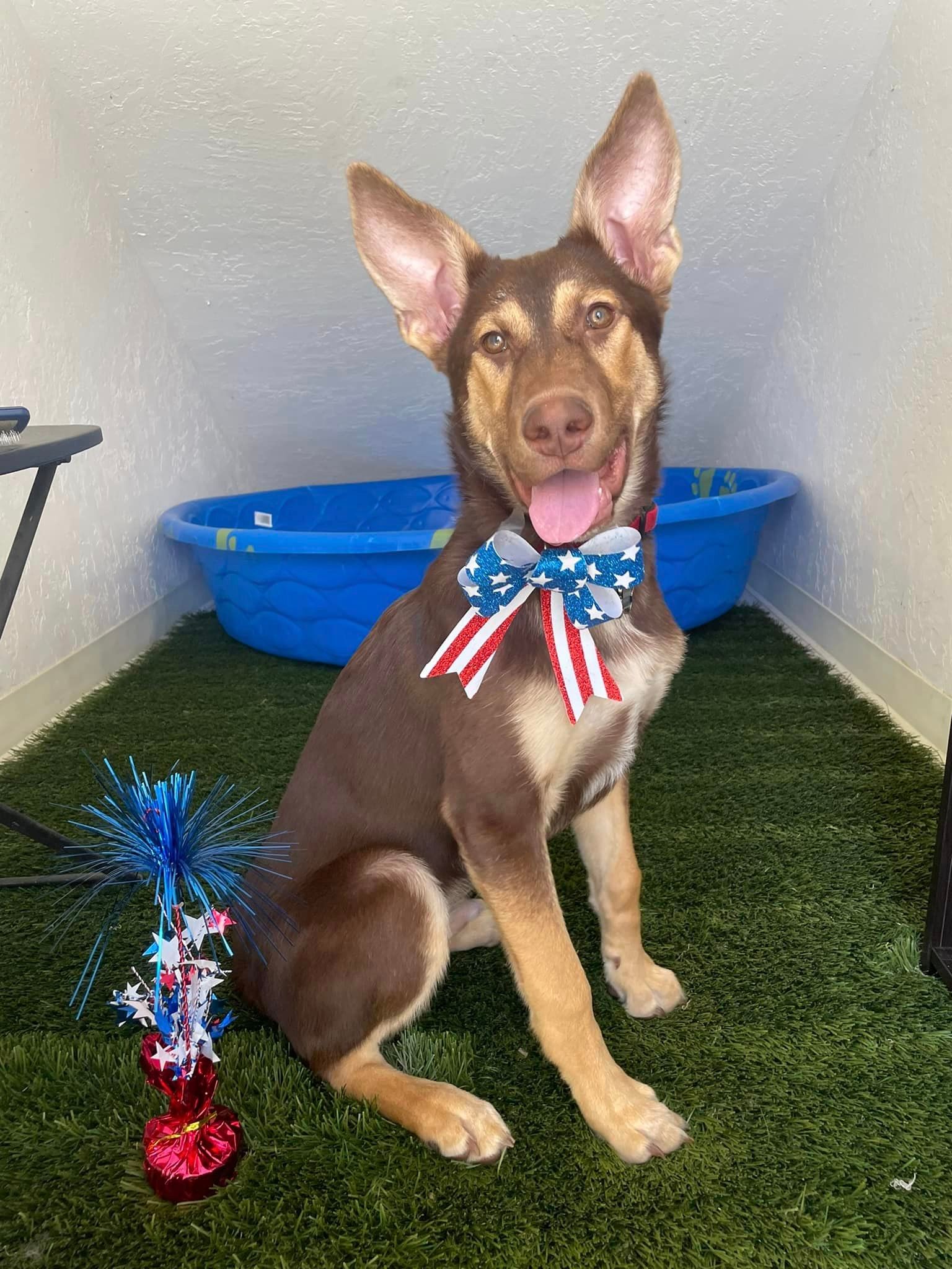 contact-dog-care-services-nor-cal-pet-services-inc-redding-ca