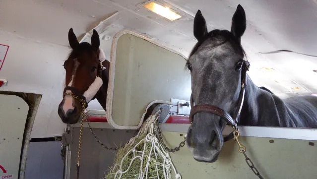 Rossi Shipping – ATA Carnet – exporting & re-importing horses