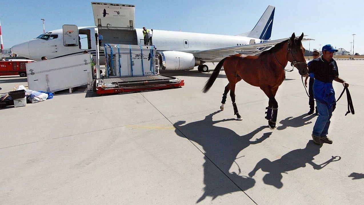 Rossi Shipping Ltd ATA Carnet specialists for horse export and import