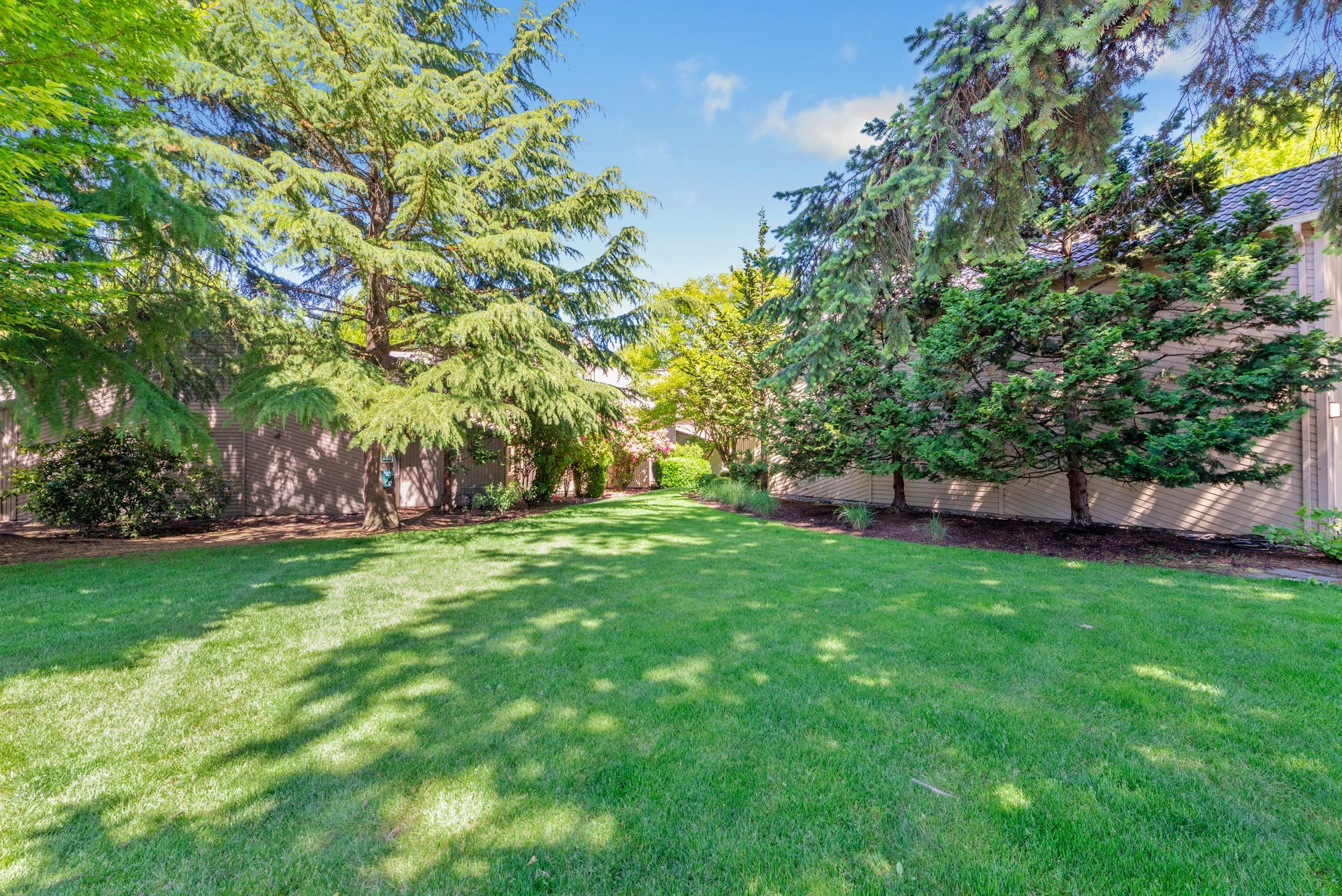 Sunny backyard lawn with green grass, tall trees, and a wooden fence along the edge.