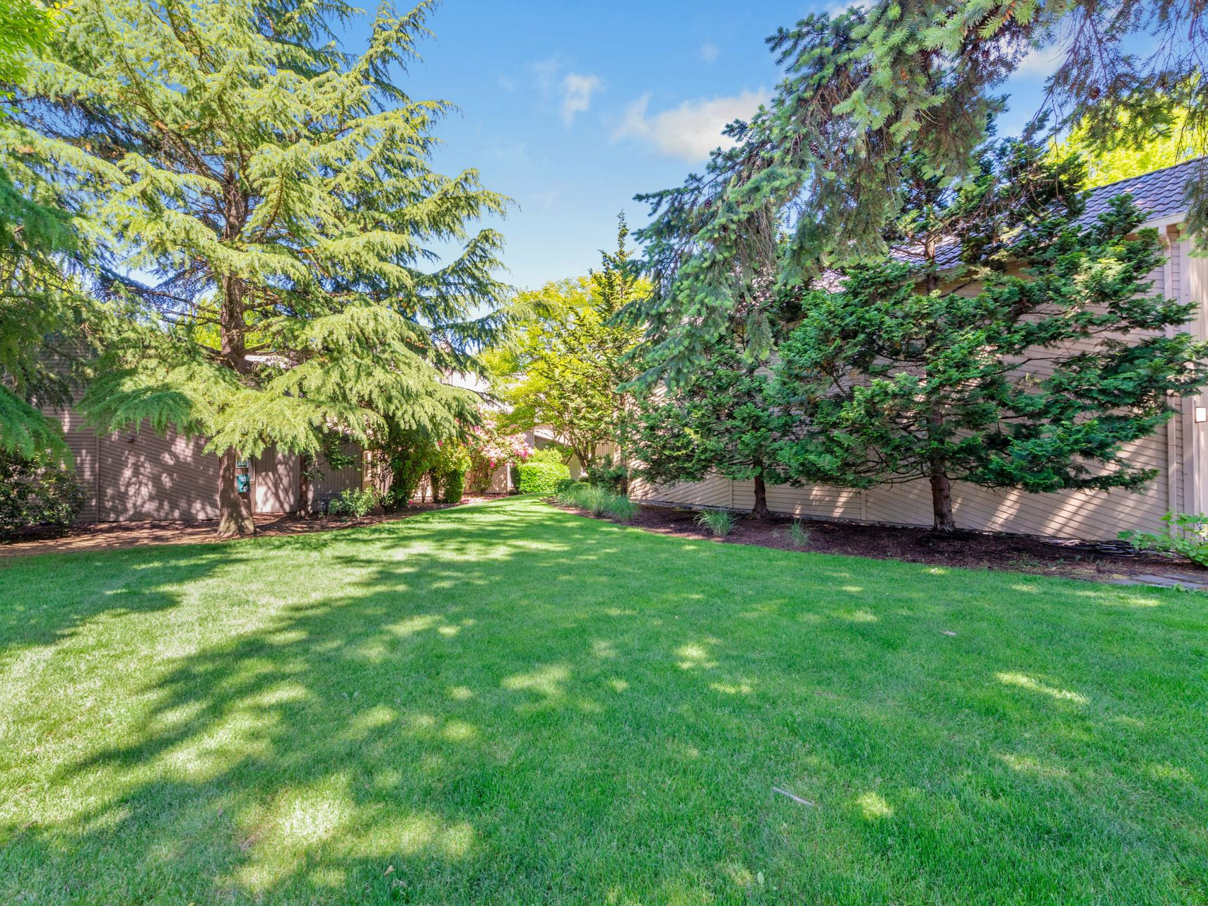 Sunny backyard with green lawn, tall trees, and a wooden fence around the yard