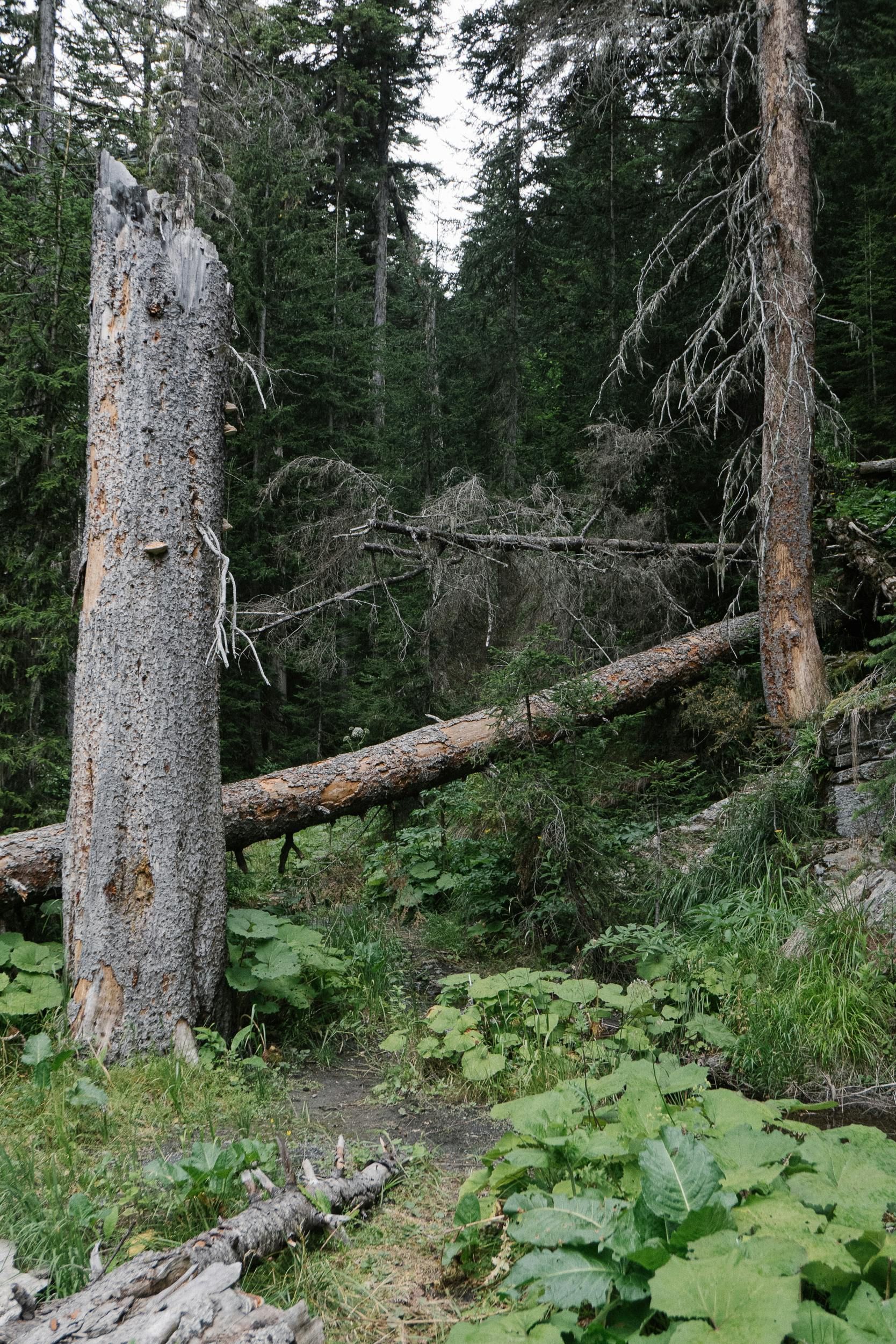 A tall, broken tree trunk stands next to a fallen log in a dense, green forest.
