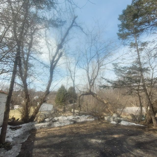 tree damage