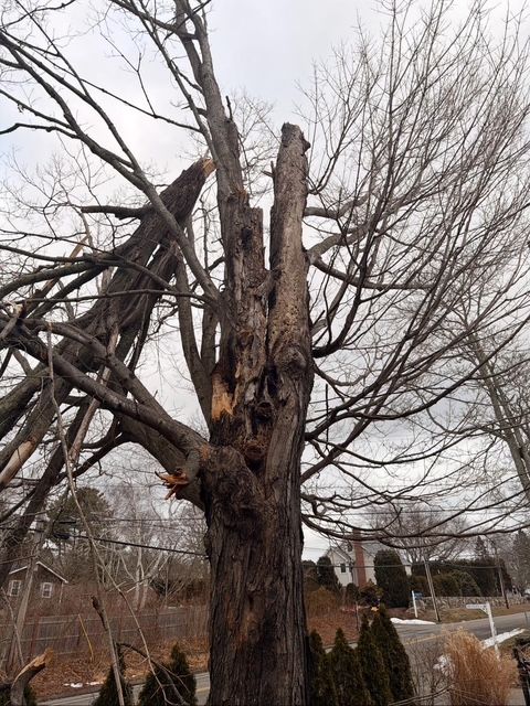 dead tree