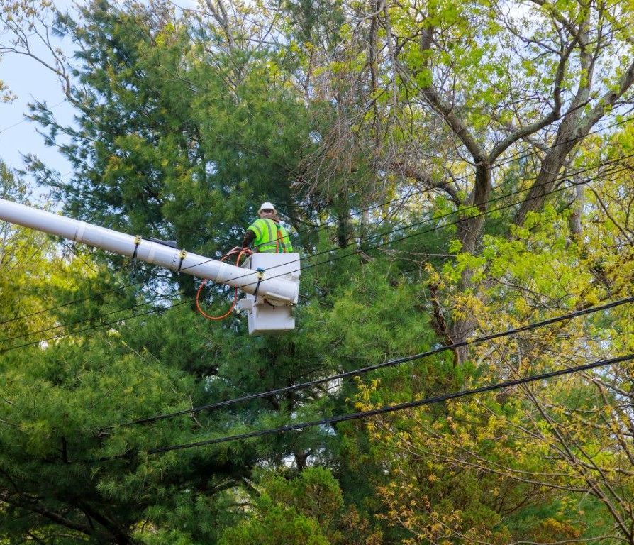 An image of Tree Trimming Services in Shelton, CT