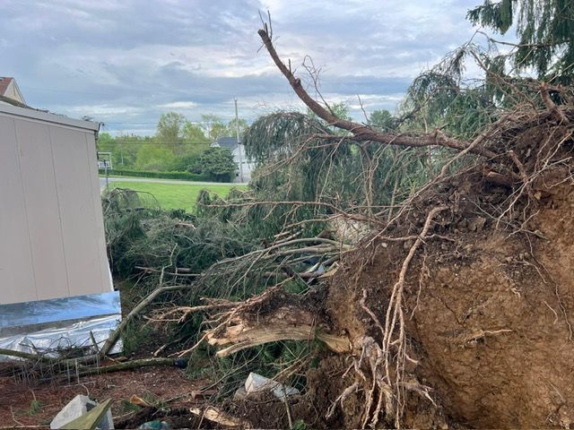tree roots foundation