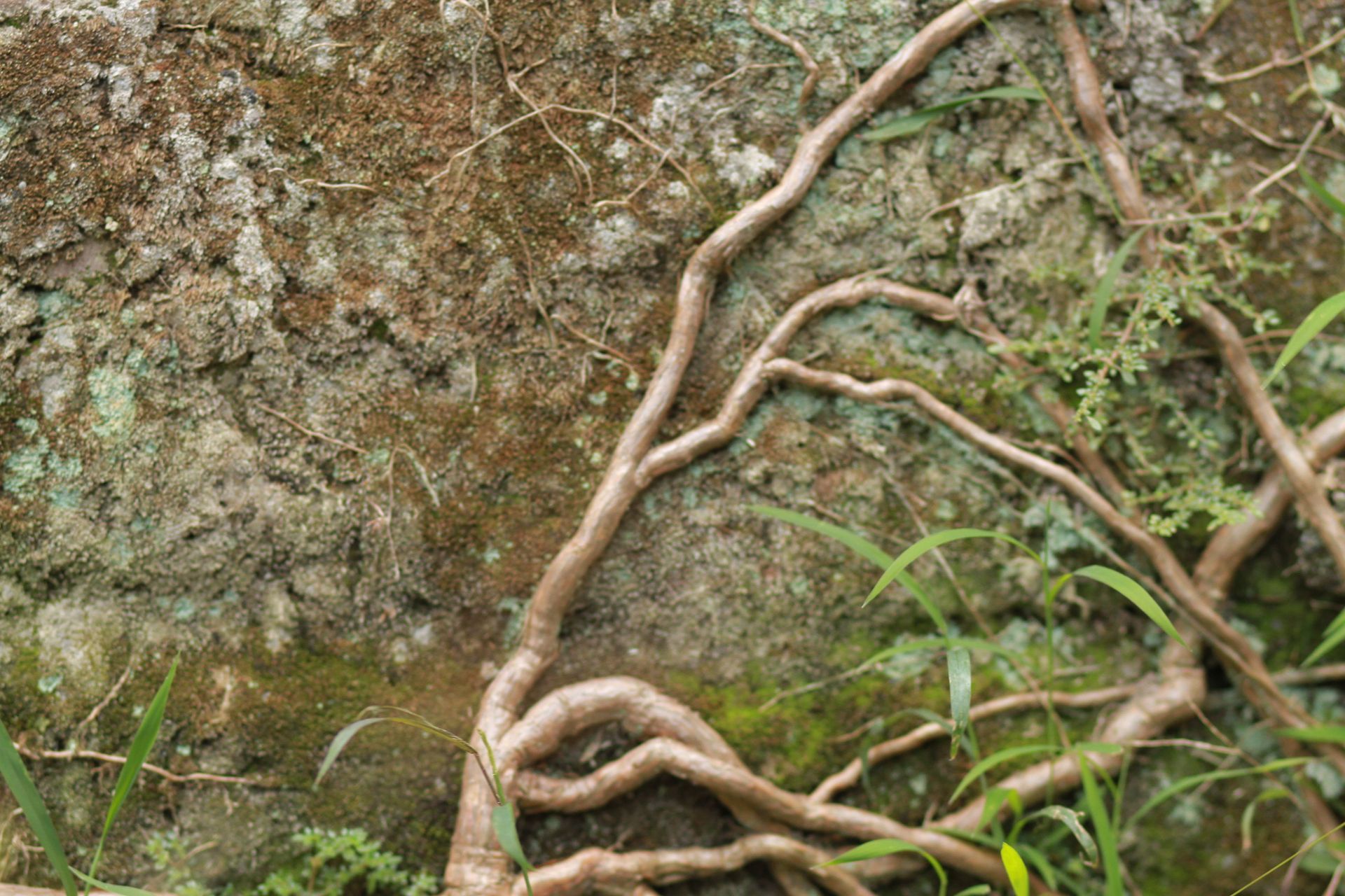 tree roots lifting foundation