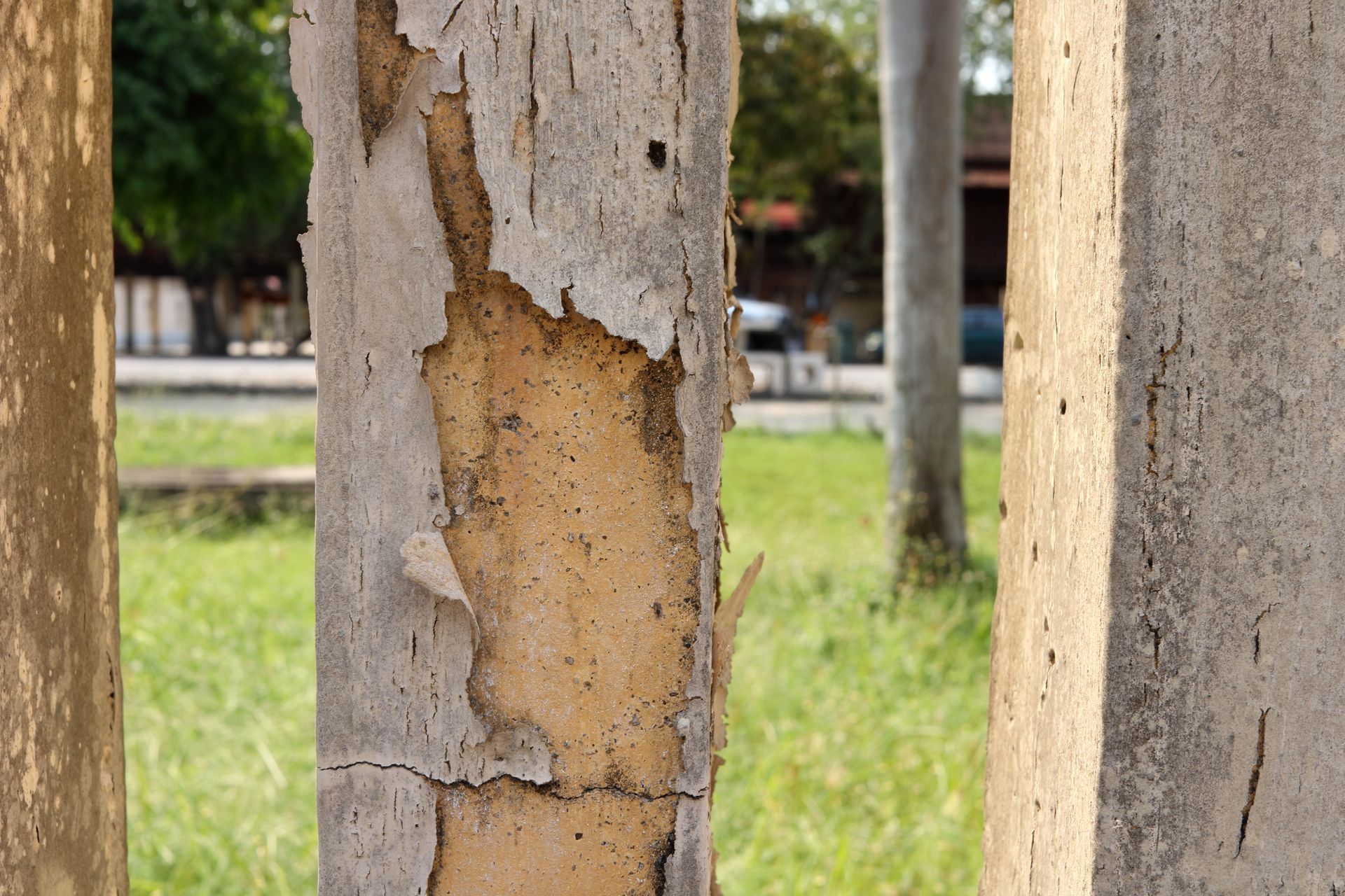 peeling bark