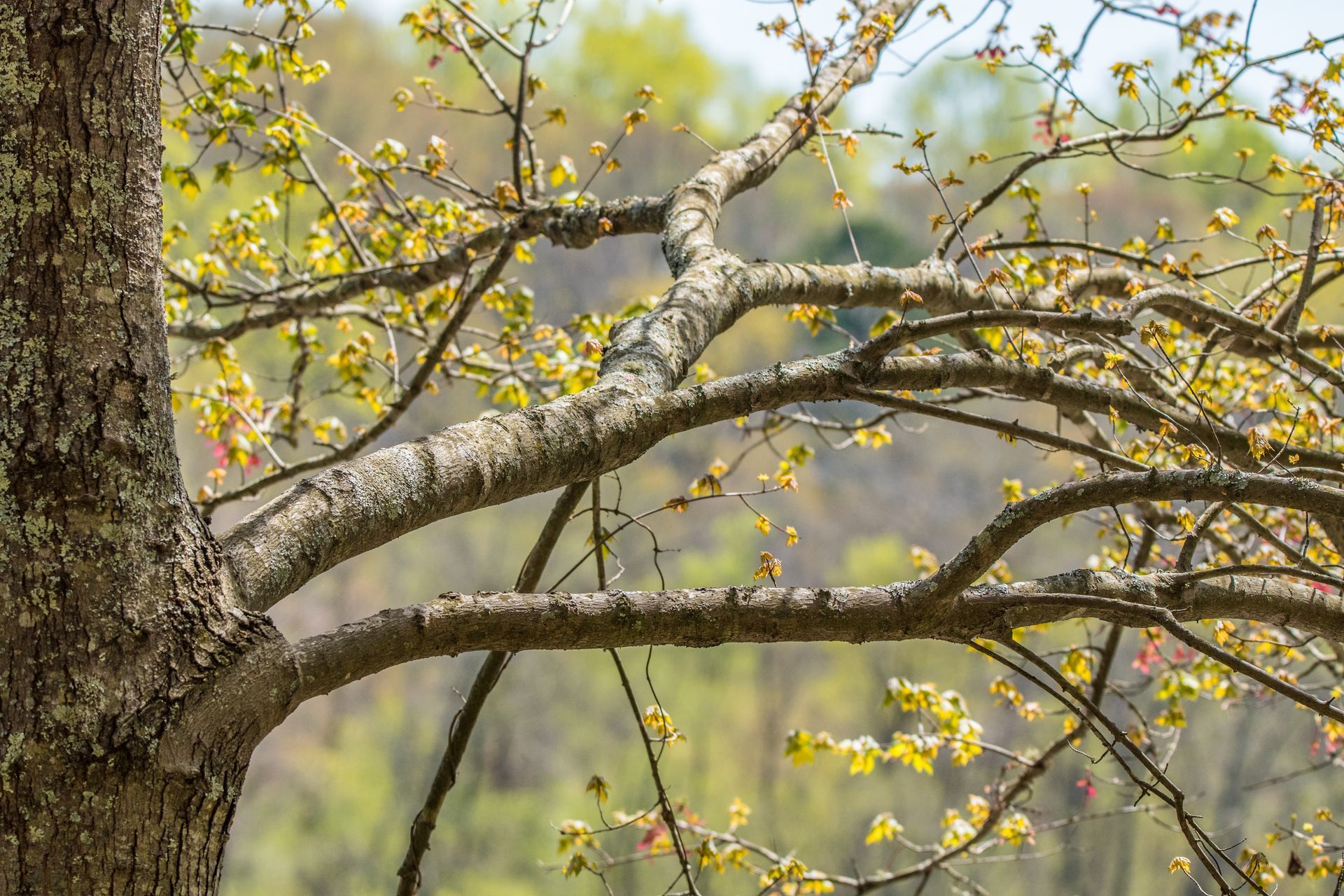 springtime tree care in Shelton, CT