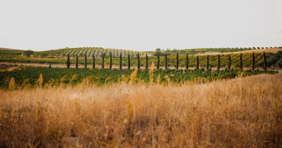 Weite Landschaftsansicht der Bodegas-Bagordi-Weinberge mit einer langen Reihe schlanker Zypressen entlang eines Weges. Im Vordergrund trockenes, goldenes Gras, im Hintergrund sanft geschwungene Hügel unter warmem, weichem Licht.