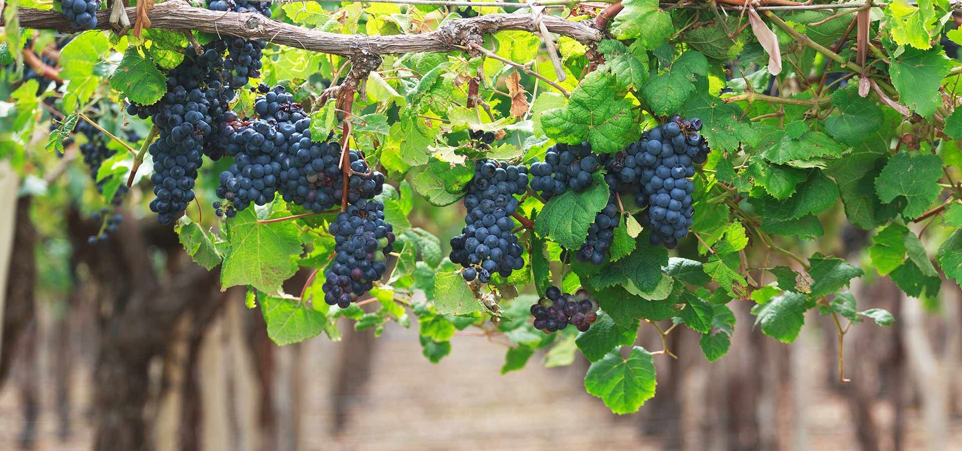 Weinregion Abruzzen