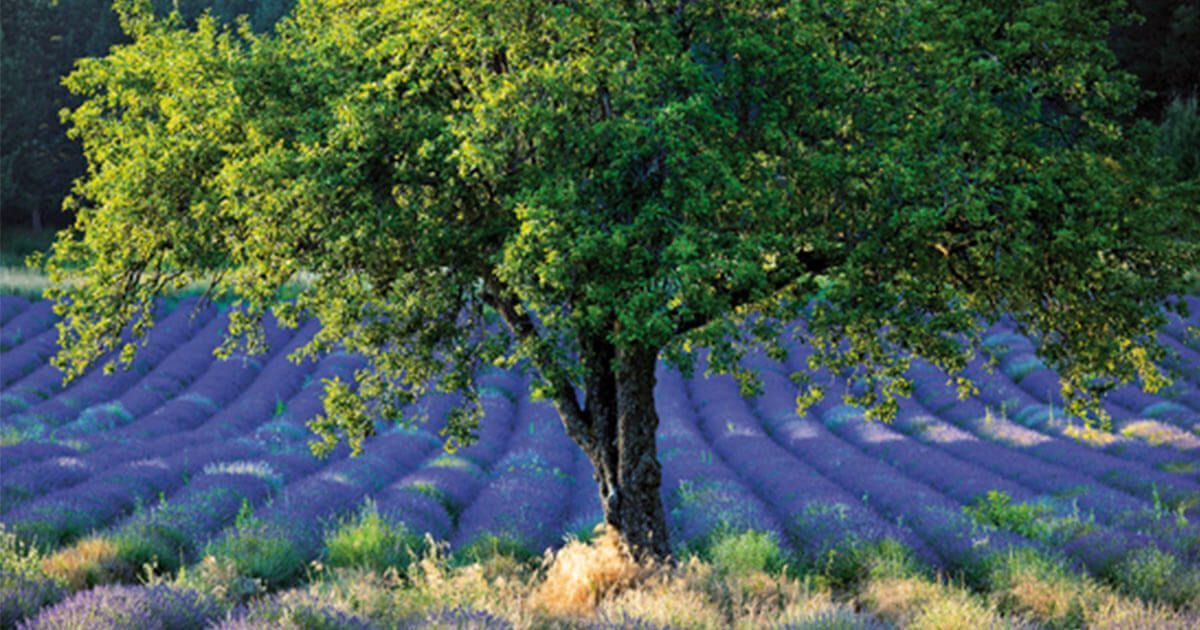 Frankreich Provence