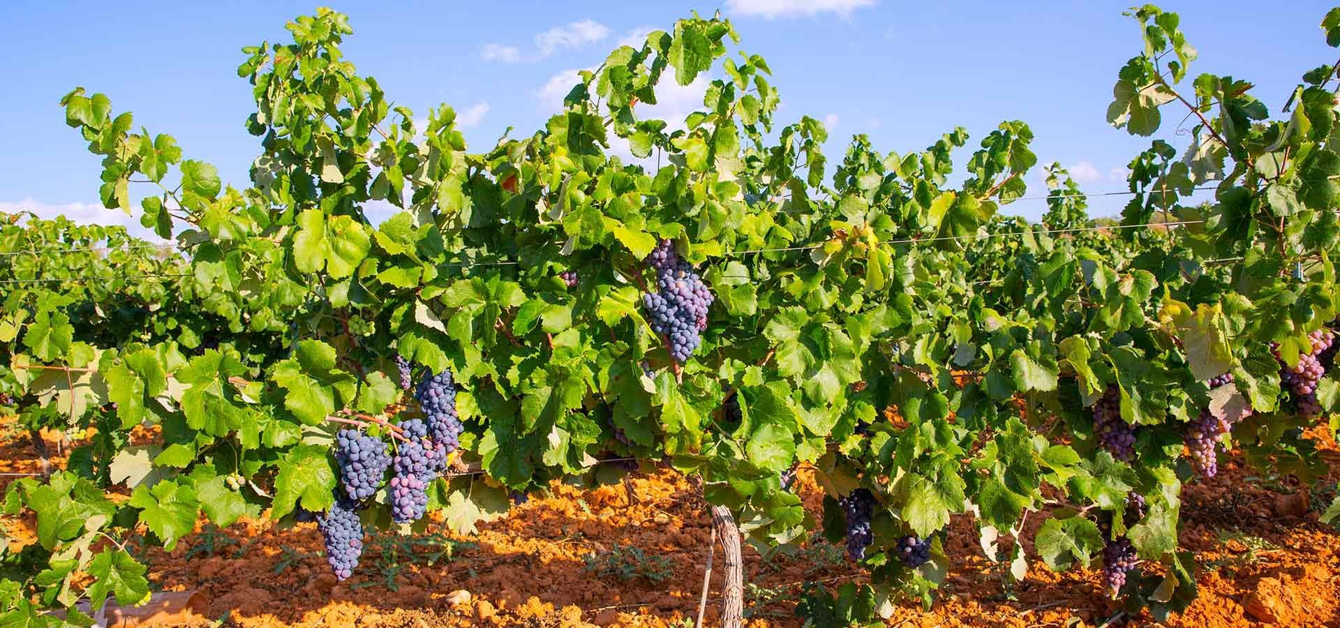 Weine aus der Region Lazio