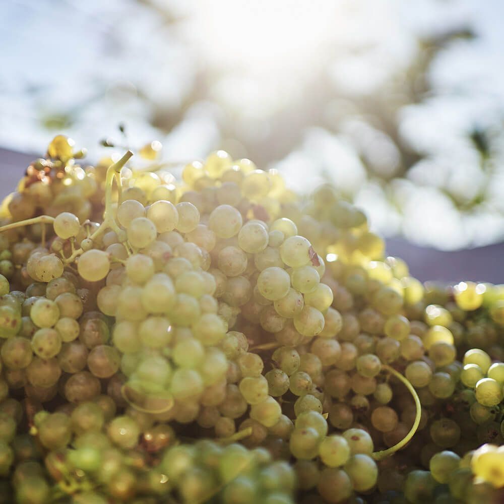 Weingut Polsterer, Feuersbrunn