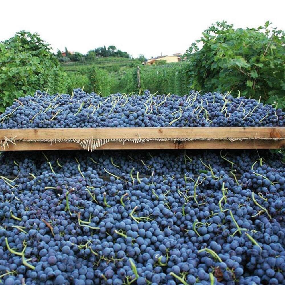 Weingut Rubinelli Vajol