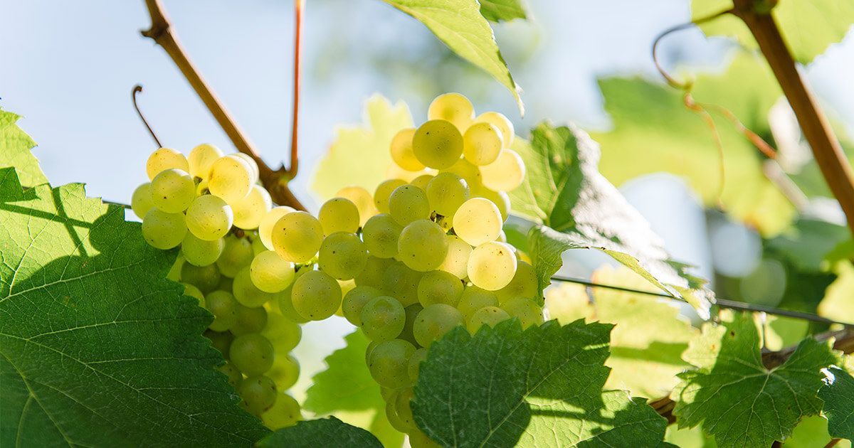 Clos Malverne, Stellenbosch