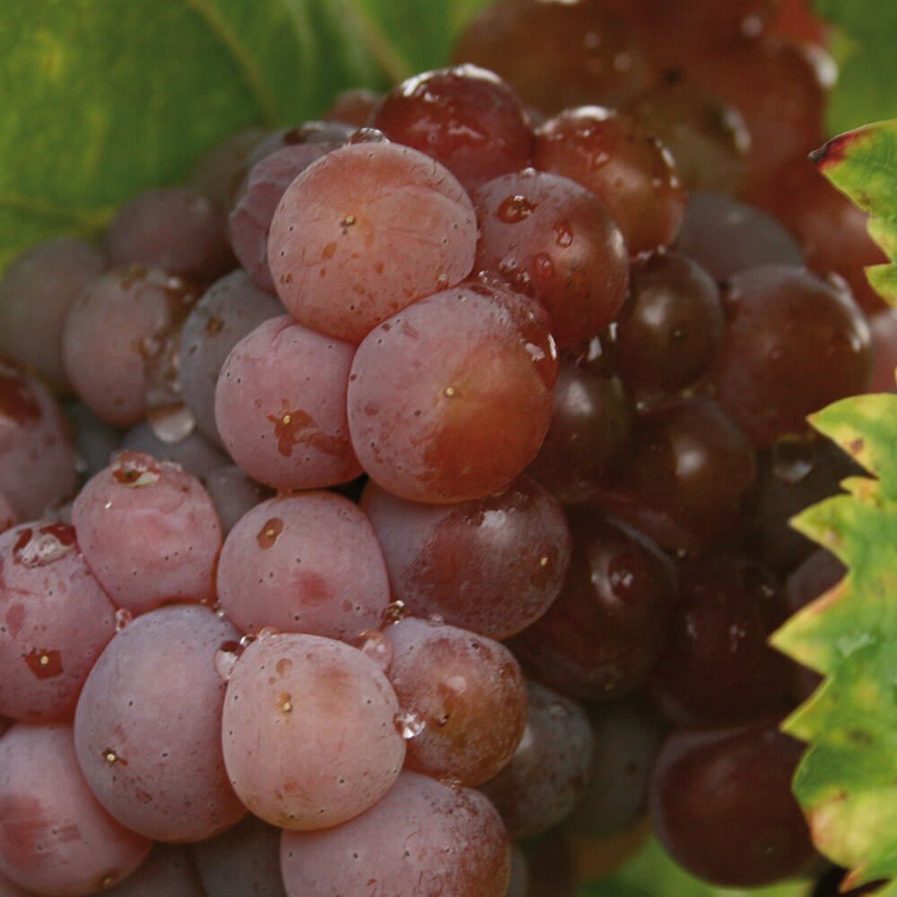 Weingut Gebeshuber, Gumpoldskirchen