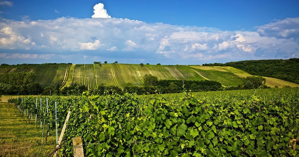 Weingut Albert & Silvia Gesellmann, Deutschkreutz