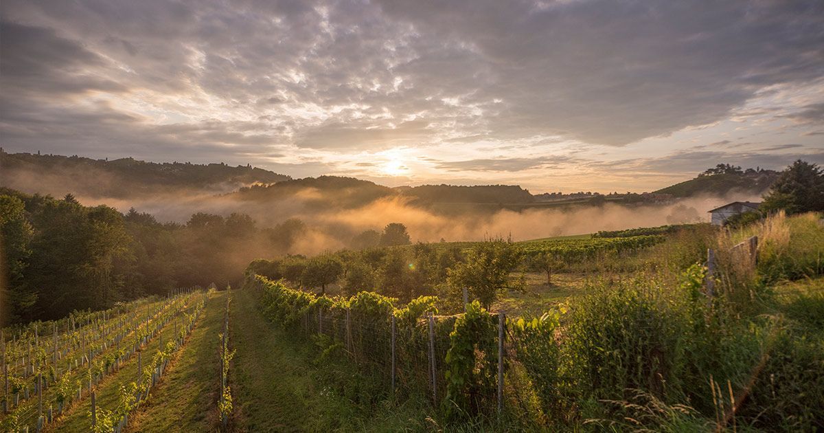 Weingut Nekrep, Gamlitz von oben