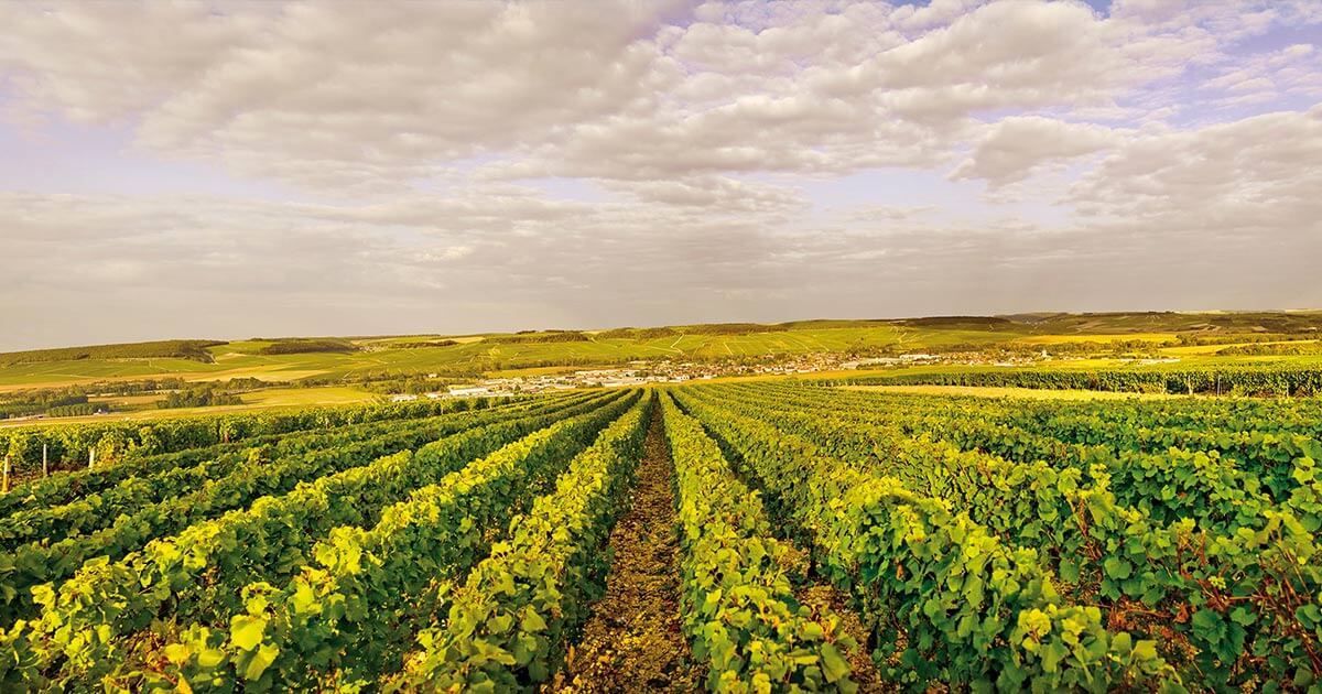 Weinanbau in Frankreich