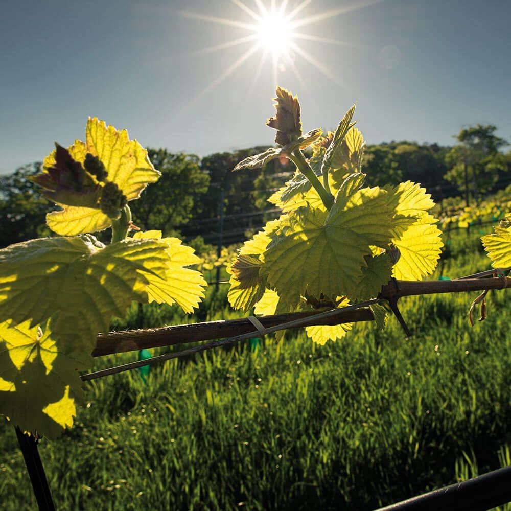 Weingut Krug, Gumpoldskirchen