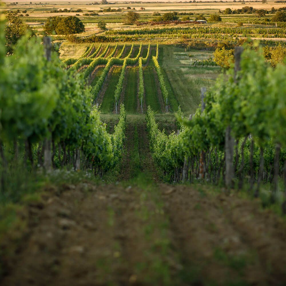 Weingut Mad, Oggau