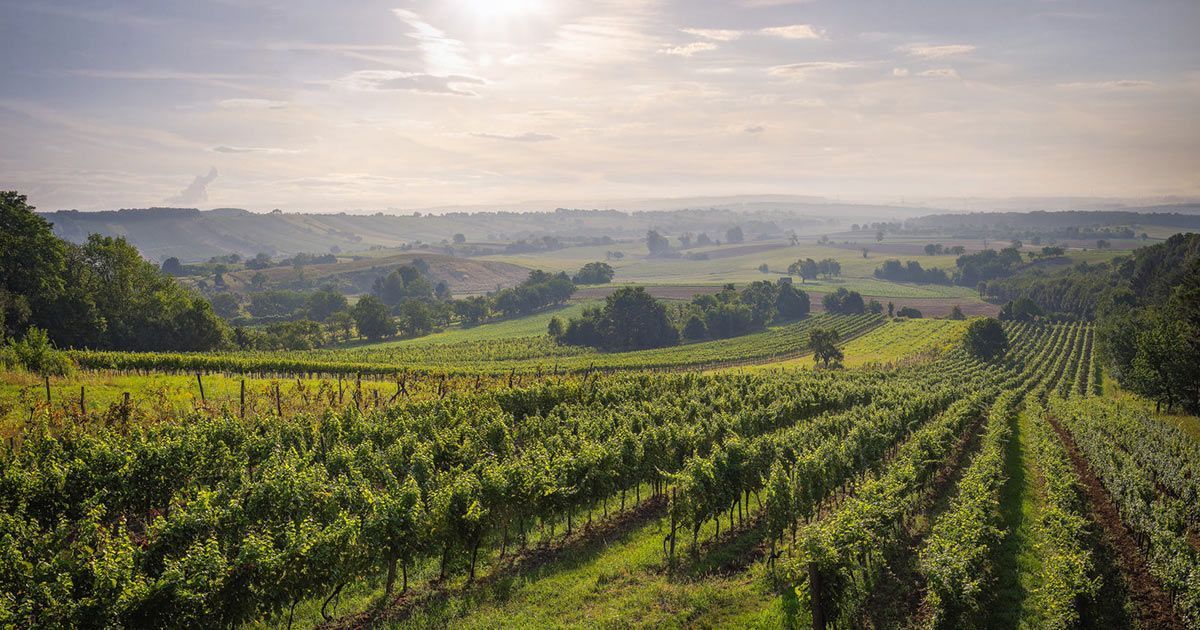 Weingut Migsich, Antau