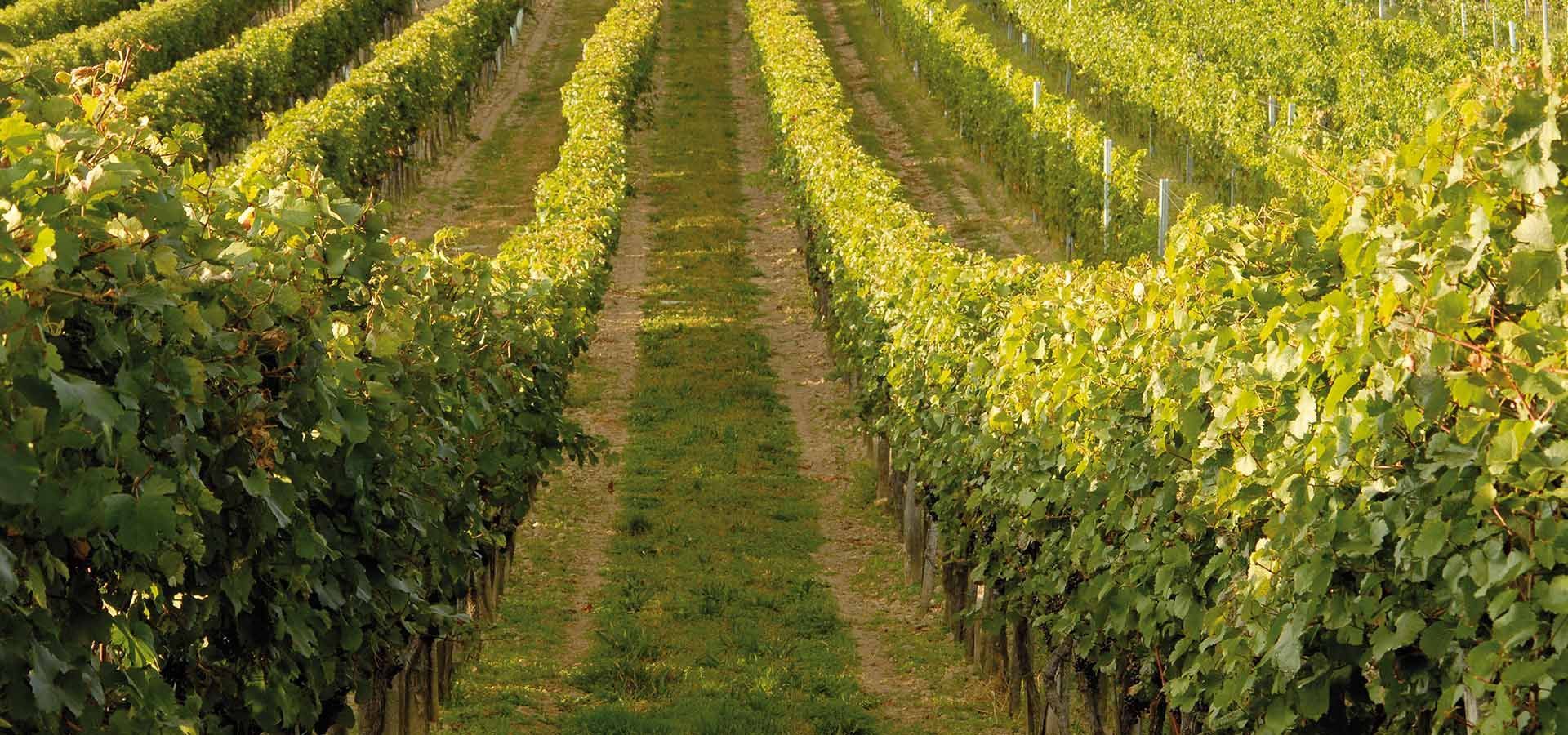 Weingut Nadler, Arbesthal