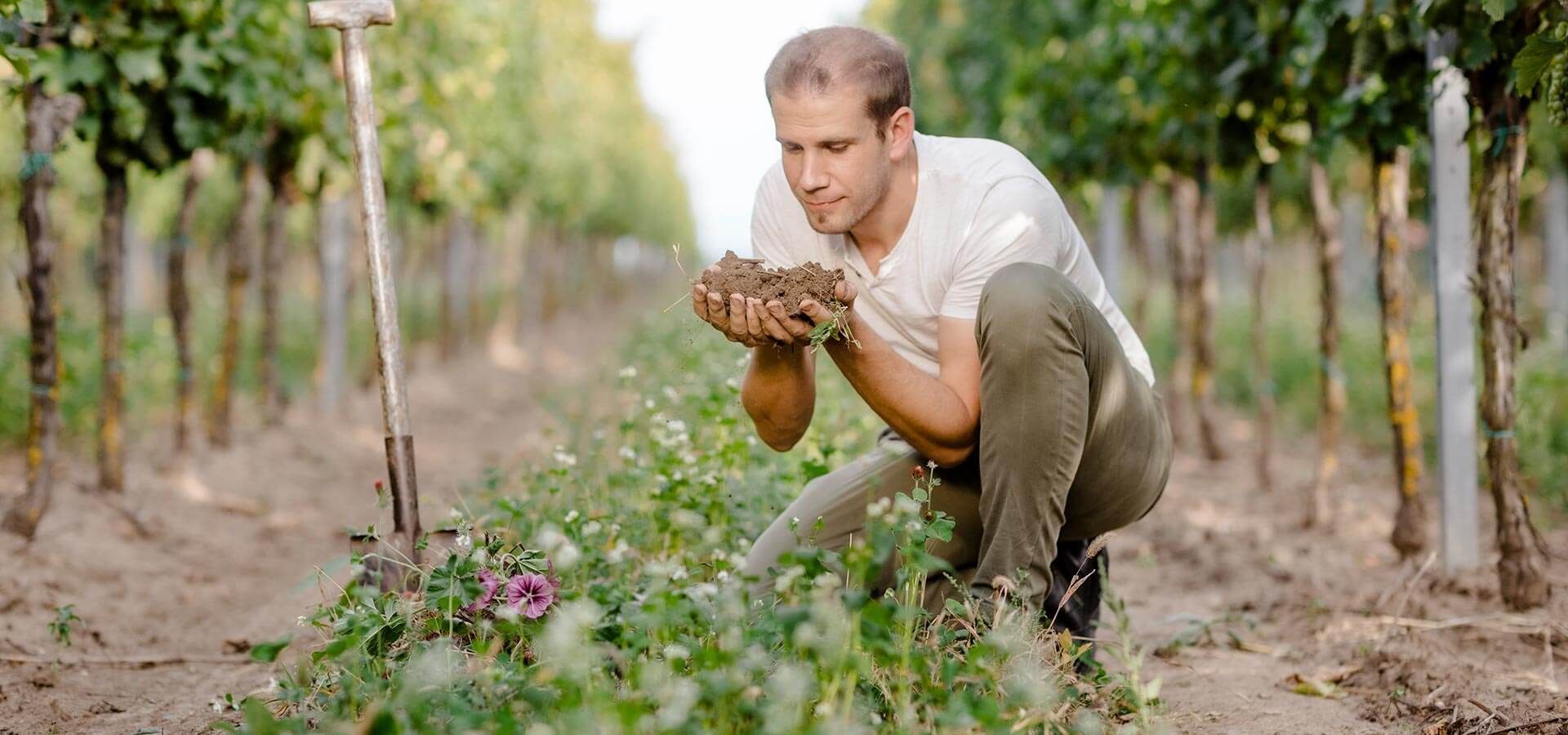 Wine by Stefan Pratsch,
Hohenruppersdorf