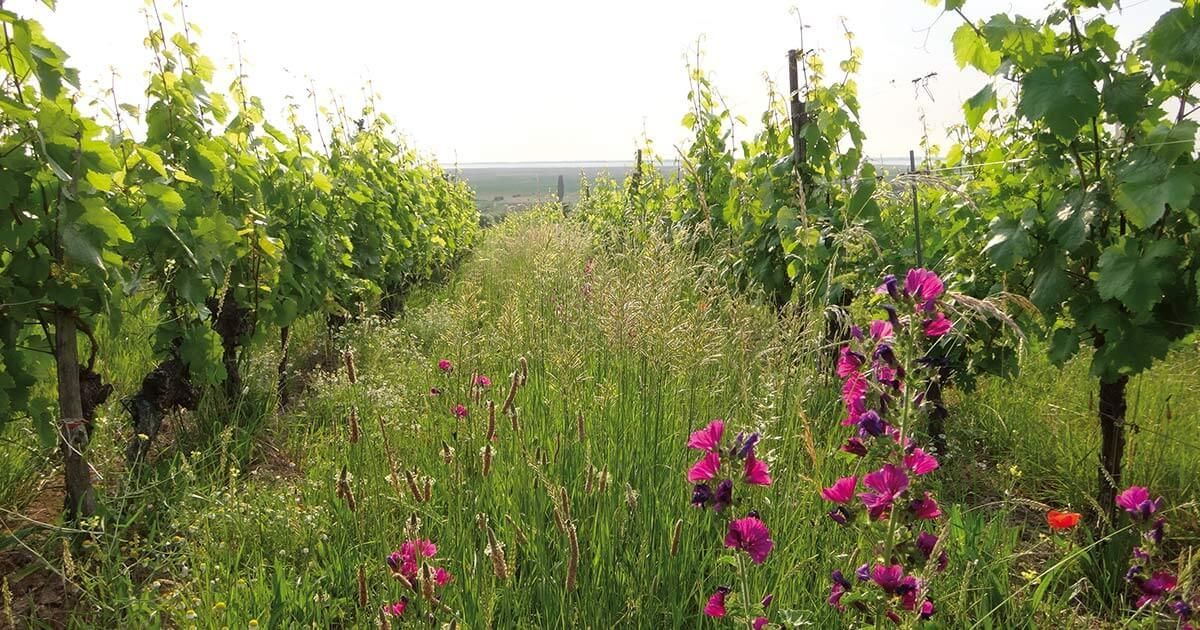 Weingut Ernst Triebaumer, Rust