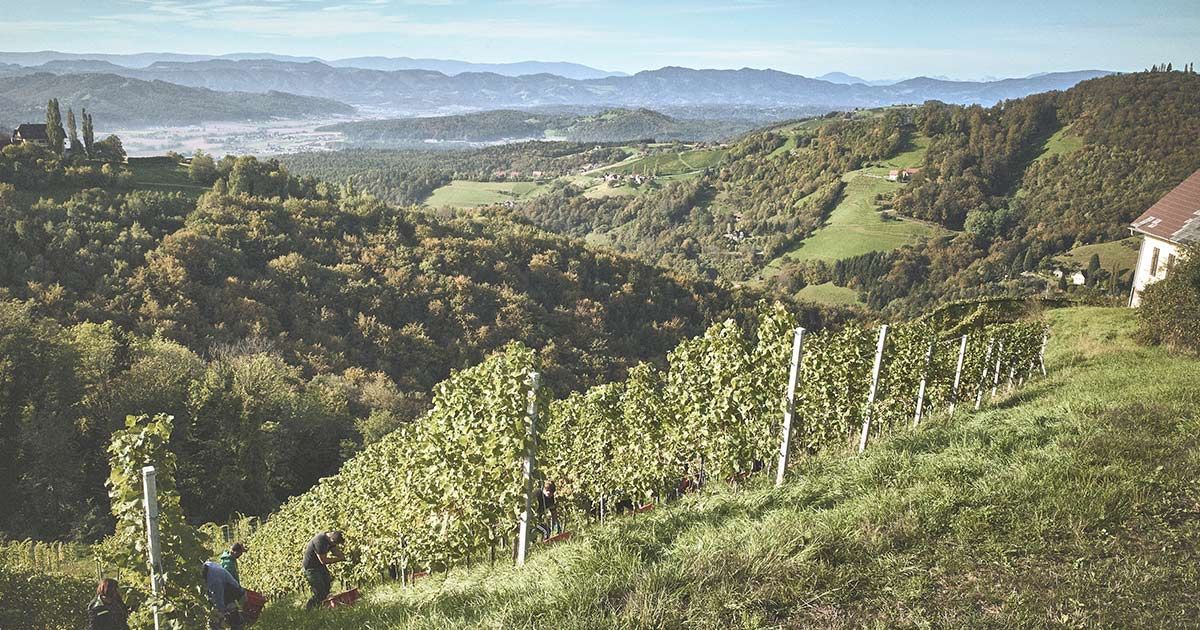 Weingut Wohlmuth Kitzeck im Sausal