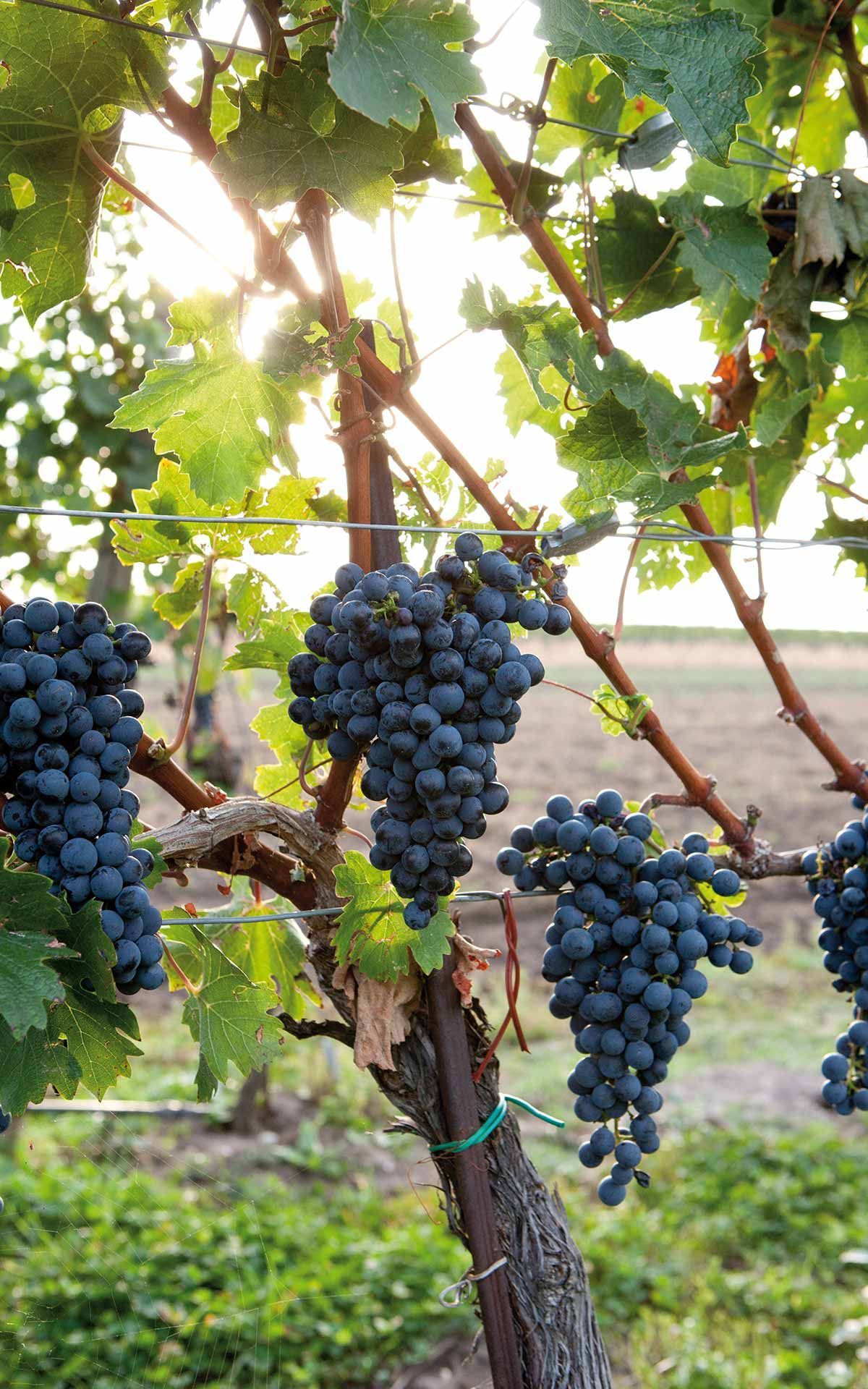 Weingut Wurzinger, Tadten
