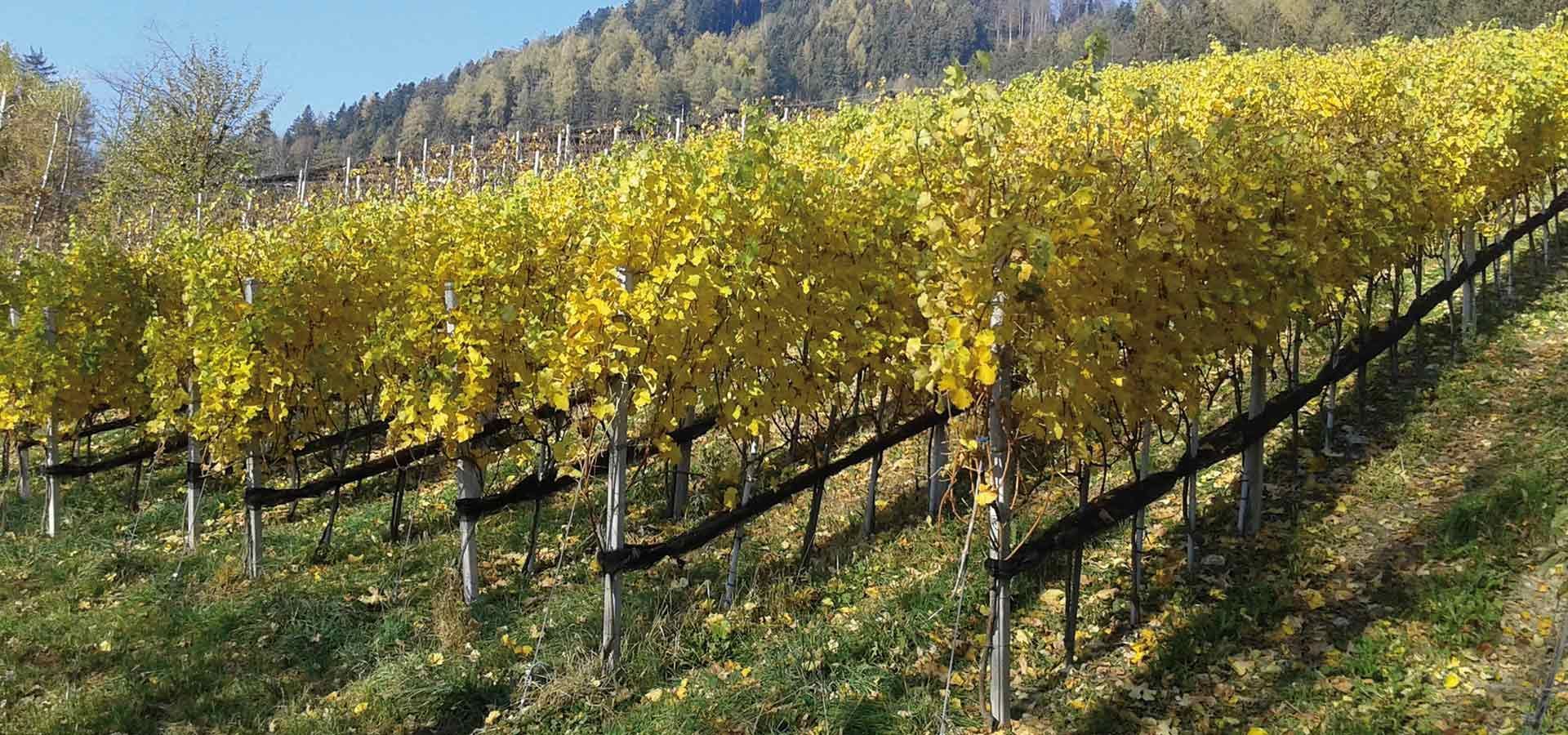 Weingut Zimmermann Tirol