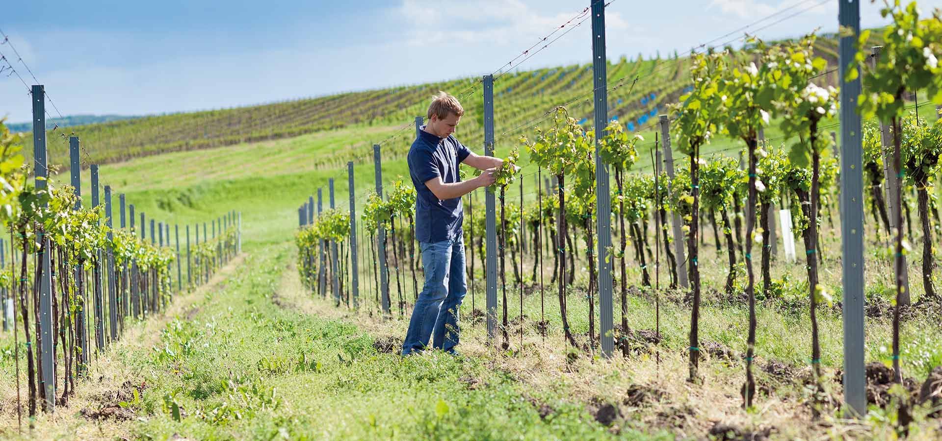 Weingut Woeber, Waitzendorf