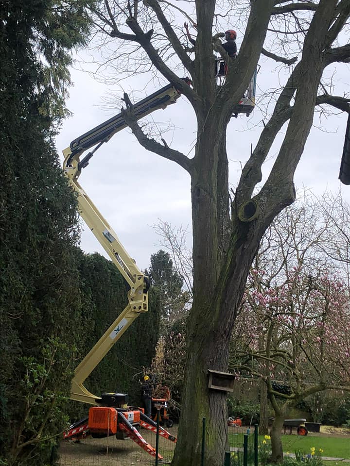 Artbo Boomverzorging : knotten boom