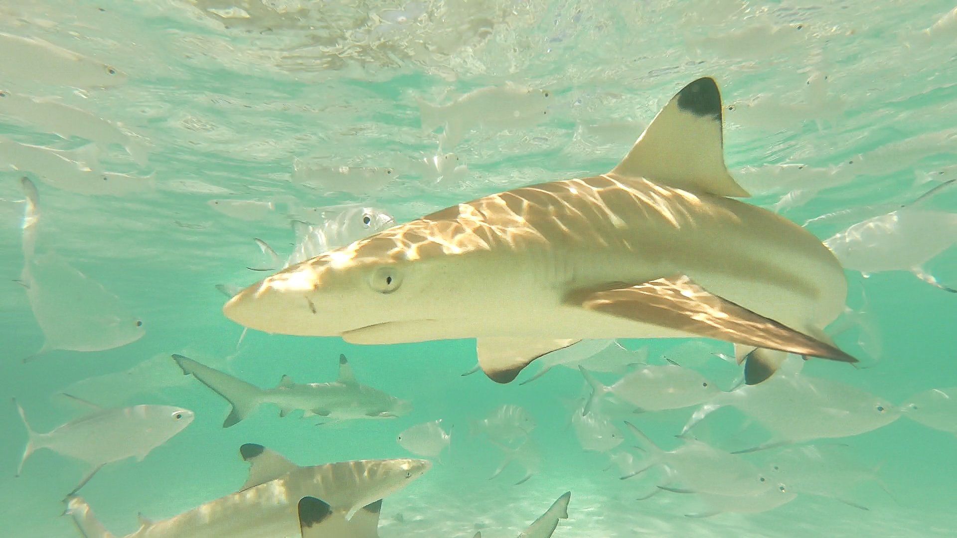 Ari Sud Maldive